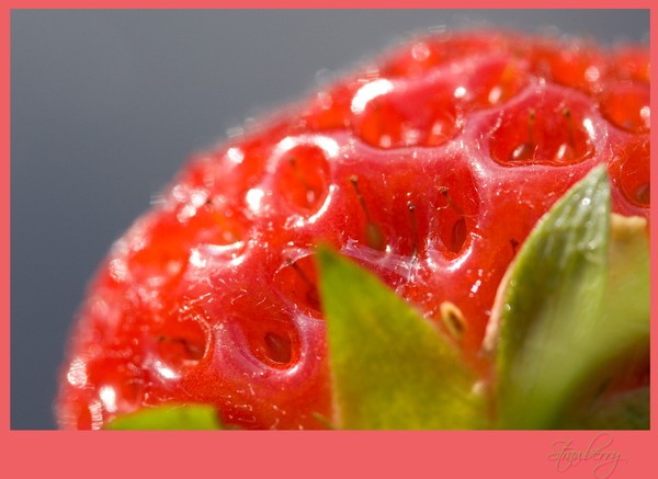 Accessory Fruit