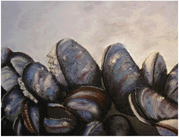 mussels