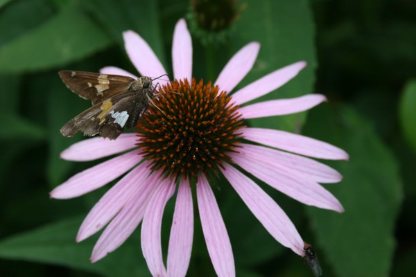 Summer Day (Photo)