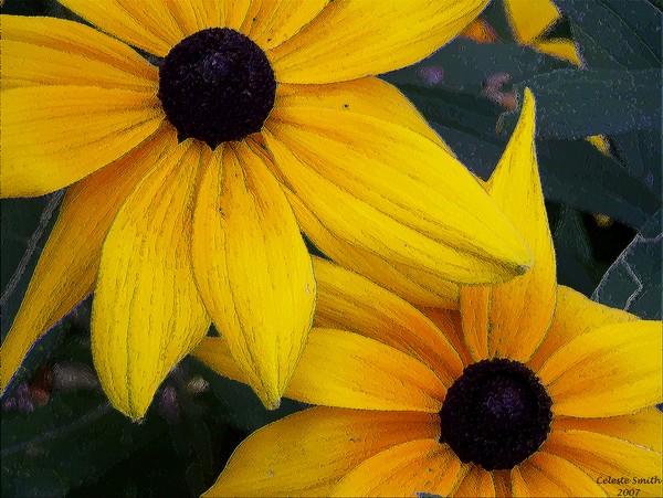 Beautiful Rudbekia!