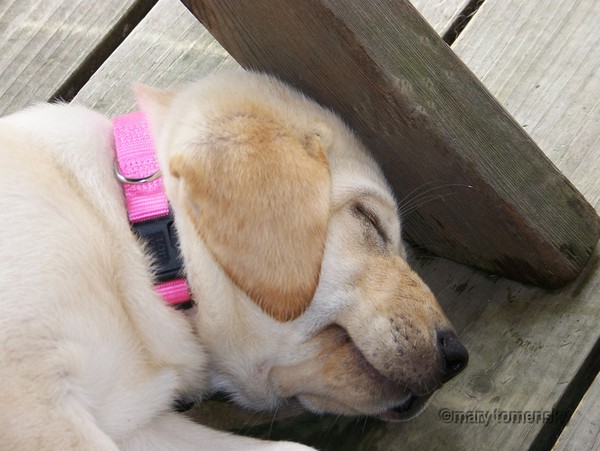 Tired Out Baby Honey