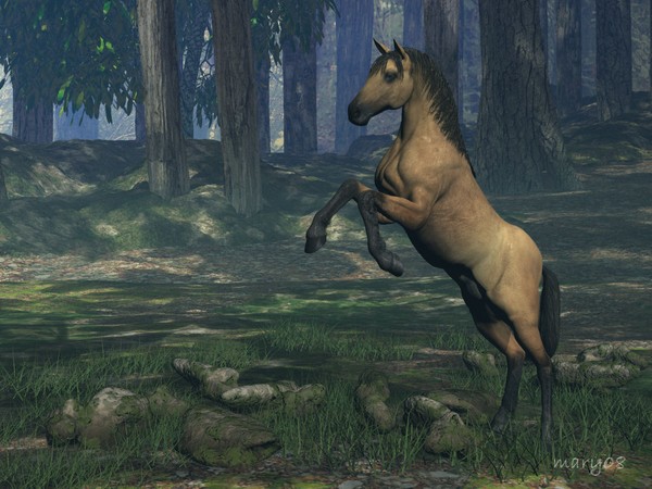 Wild In The Forest