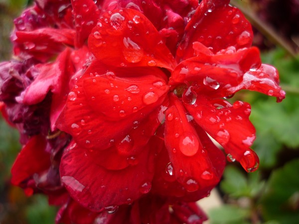 Fresh Rain, Old Flower