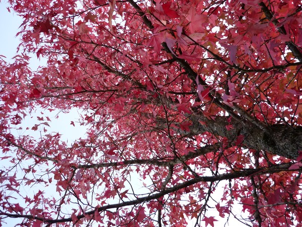 Under a Tree