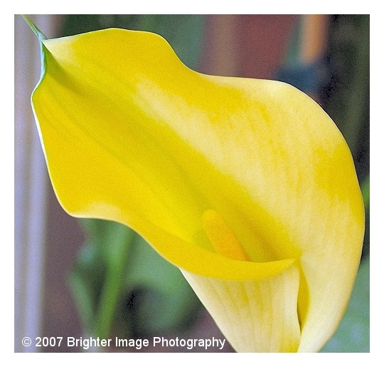 Calla Lily