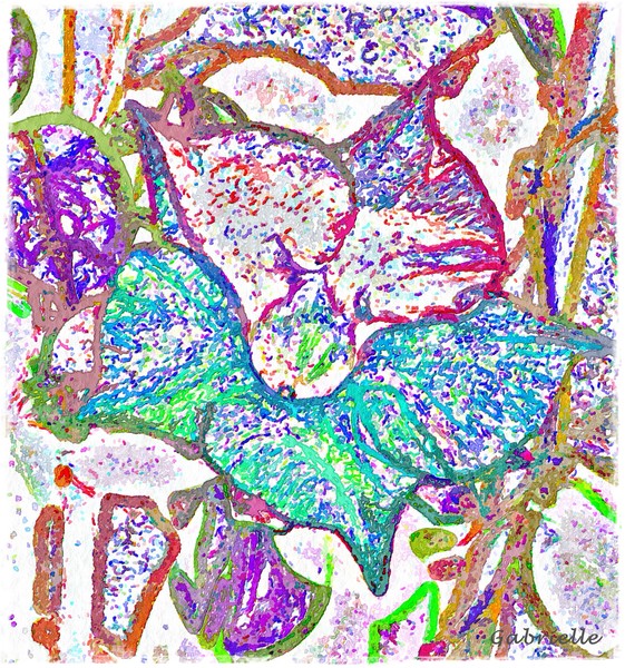 StarFlower