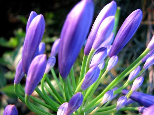 BUDS