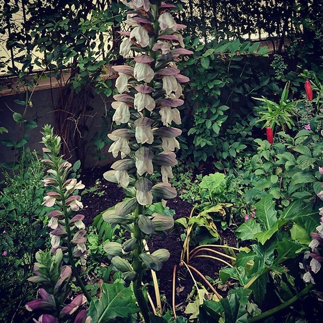 © AngelaTossell #flowers #petals #beautiful #mobilephotography #floral #flower #nature #photography 