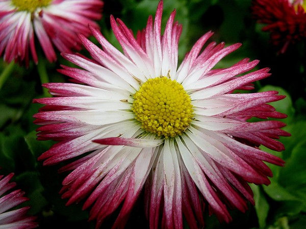 flowers56