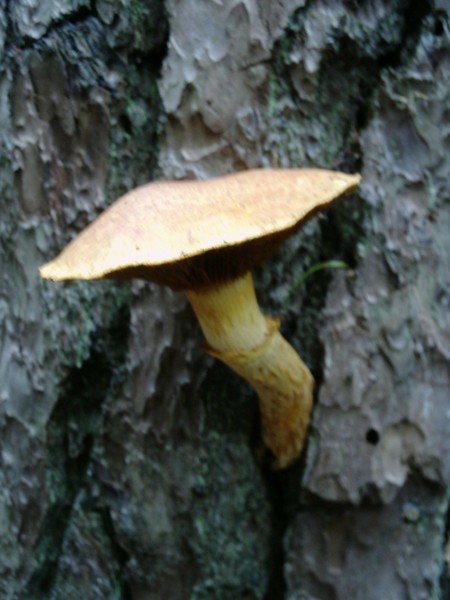 toadstool in Autumn