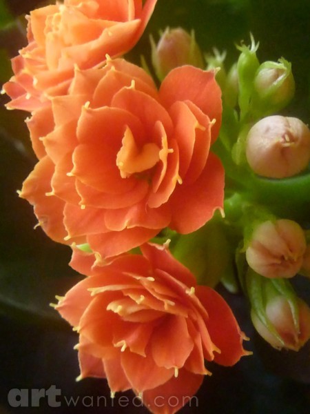 Coral Splendor