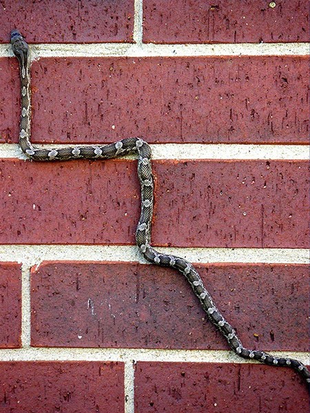Snaking Up A Brick Wall