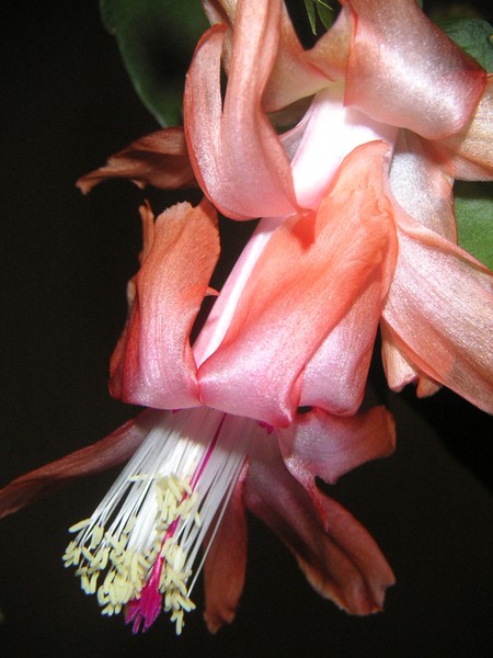 Holiday Cactus In Full Bloom