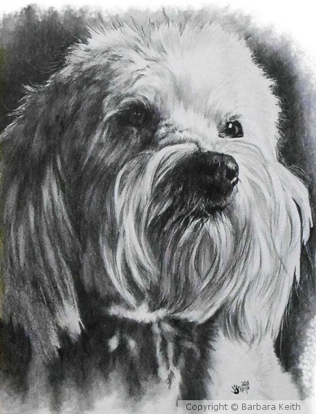Schnoodle