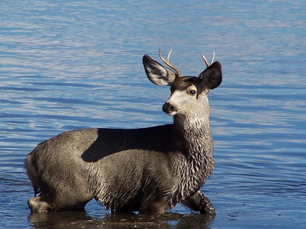 Buck in River