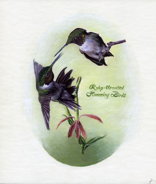 Ruby-throated Humming birds