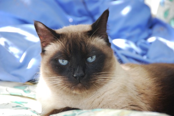 Old Blue Eye's