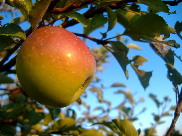Apple