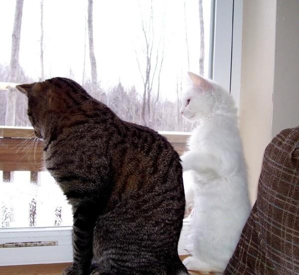 Squirrel Watching