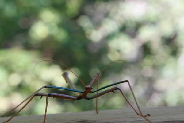 Walking Stick
