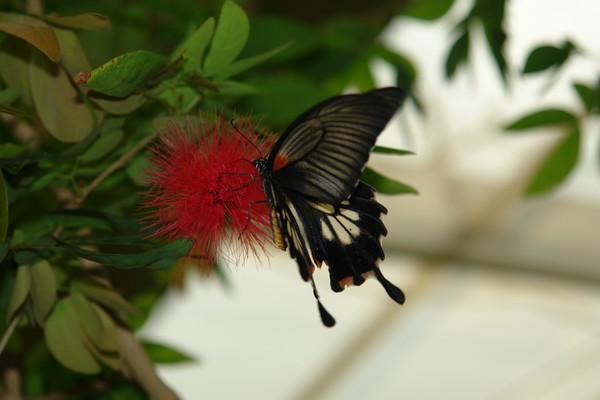 Small Butterfly