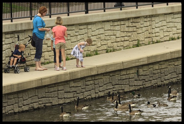 FEEDING THE GEESE