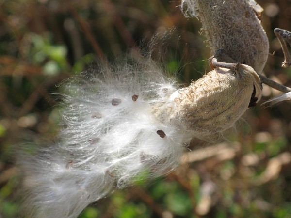 MILKWEED POD OPEN