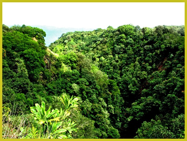 DENSE HAWAII'N JUNGLE
