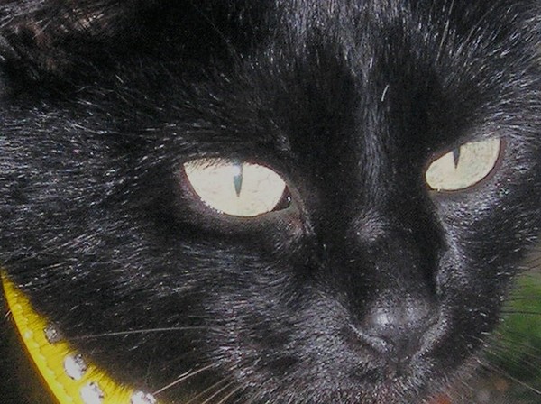 Cat Eyes