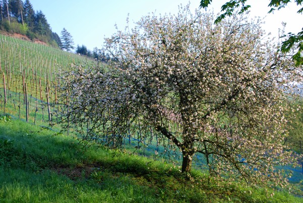 Apple Tree