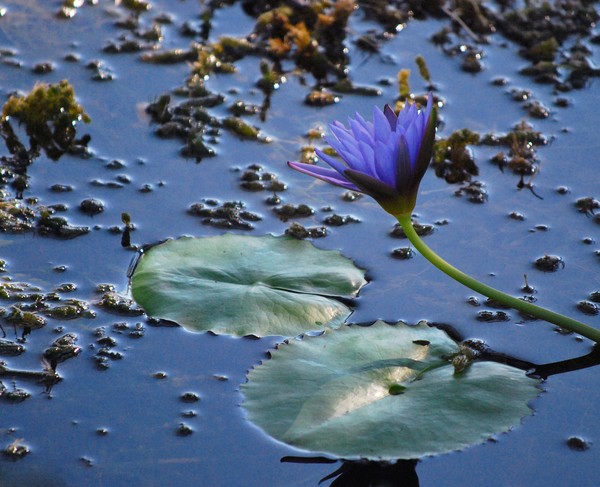 Purple water lily in the Morning
