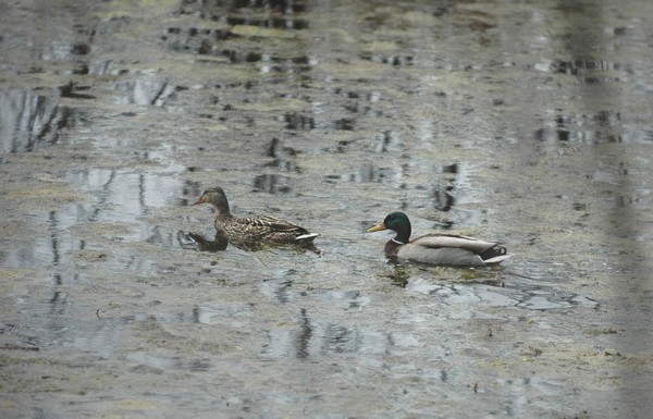 Hen and Drake Mallard