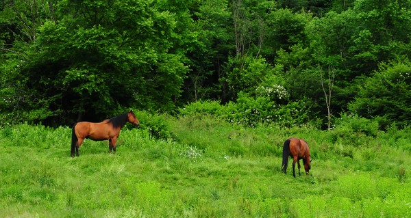 Horses in a field