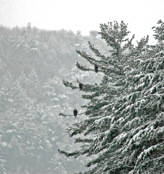 Wintering Eagles