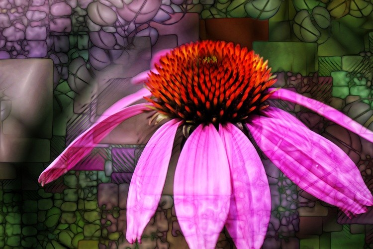 Coneflower