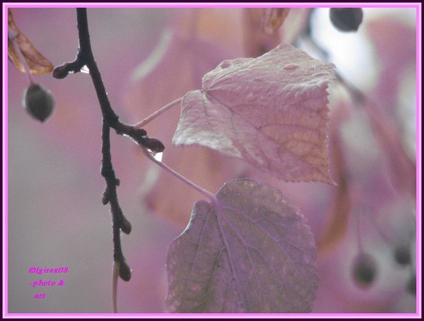 Septemberbliss2008-