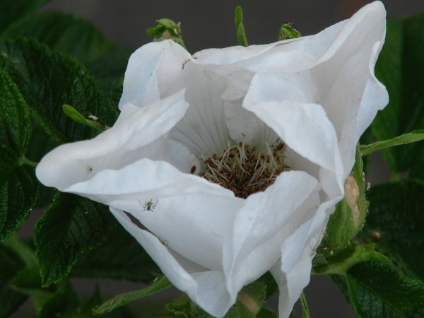 SOMETHING WHITE FOR YOU..