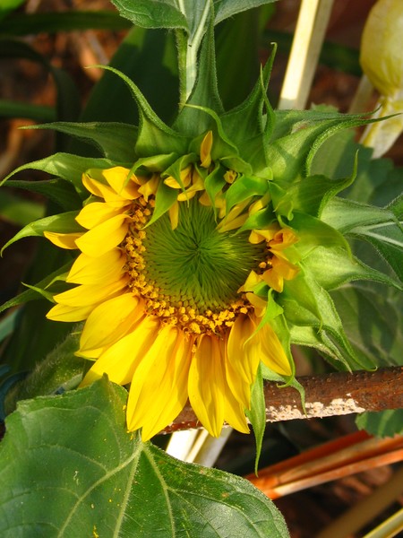 SUMMERS FIRST OPENING ON MY BALCOMY..