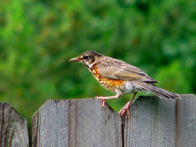 Female Robin in Spring