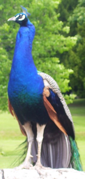 Pretty as a Peacock