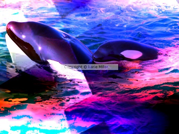 killer whale 2