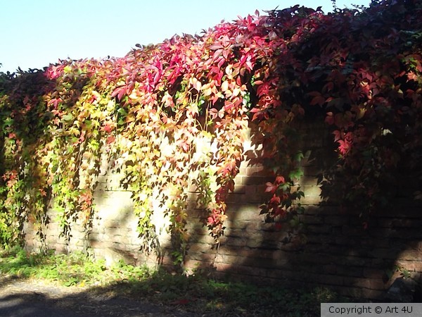 A Leafy Cascade