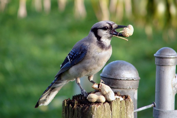 Getting a Bluejay to Pose