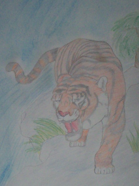 chinese tiger