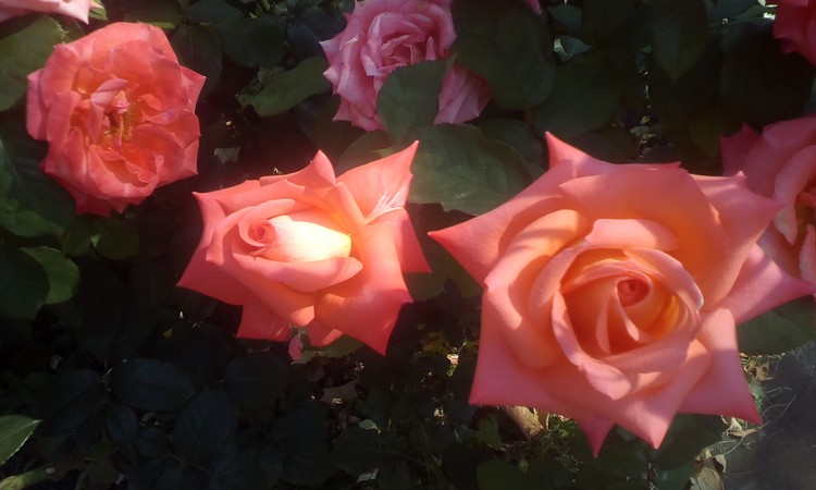 Roses