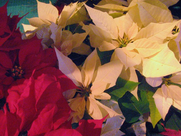 Seasons Greetings