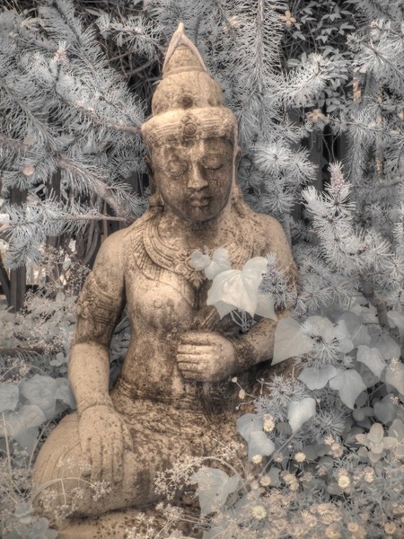 Buddha Nature