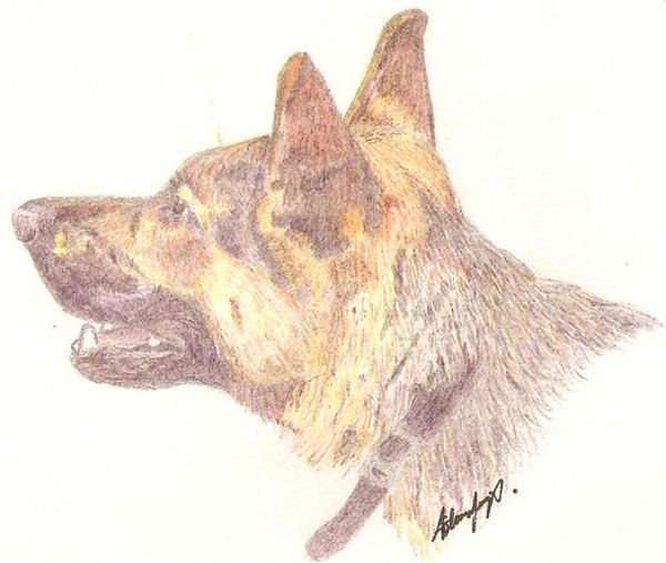 Storm my GSD
