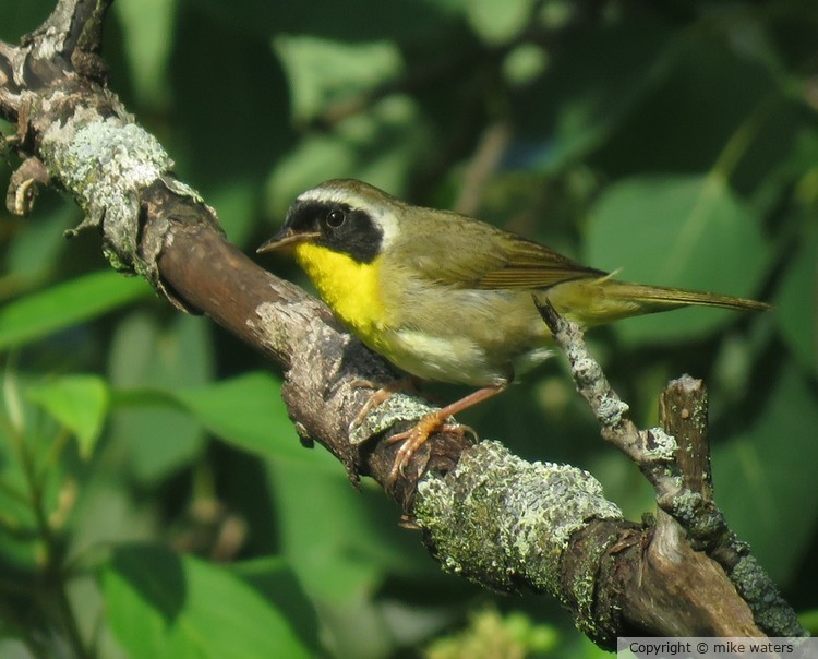 Bird