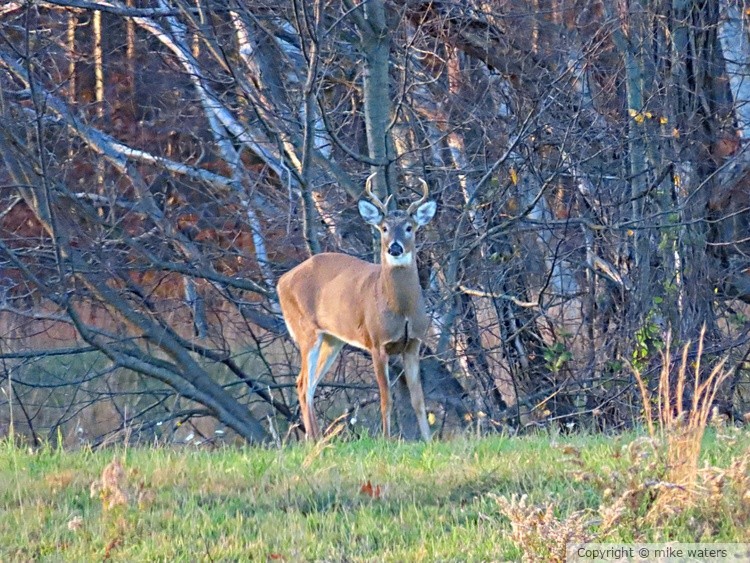 deer